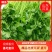 【芹菜】山东聊城精品小香芹，量大，一手货源欢迎联系