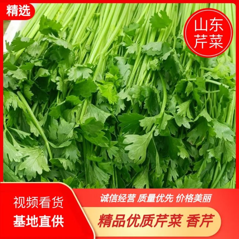 【芹菜】山东聊城精品小香芹，量大，一手货源欢迎联系