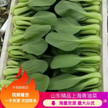 【基地直供】山东油菜上海青精品油菜海量货源