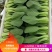【基地直供】山东油菜上海青精品油菜海量货源