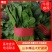 【山东菠菜】大叶菠菜；大量上市货源充足现采现发