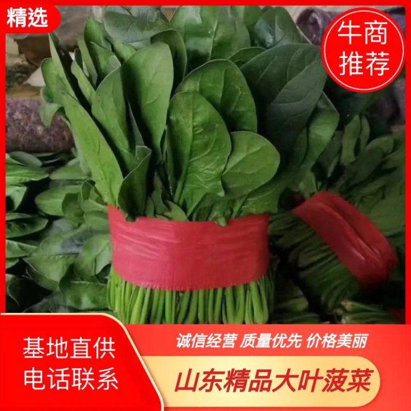 【山东菠菜】大叶菠菜；大量上市货源充足现采现发
