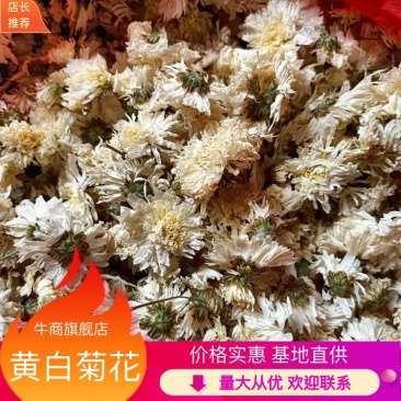 【精品】白菊花鲜切花真花批发零售常年供应