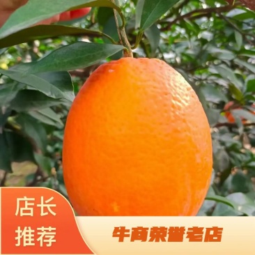 长虹纽荷尔脐橙果型漂亮水分充足果肉细腻化渣专业代办