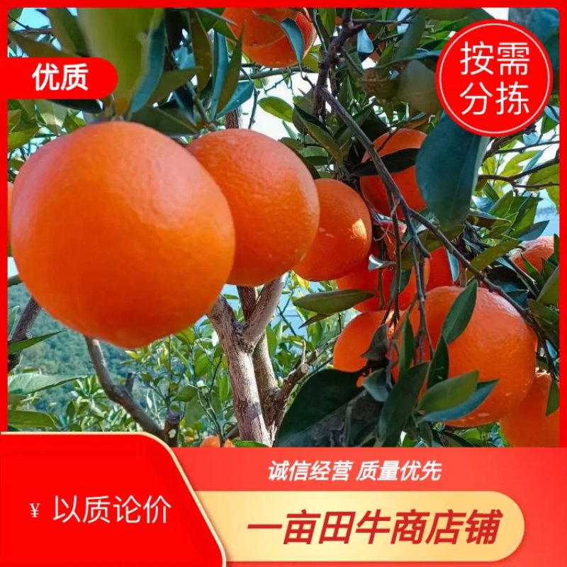 奉节脐橙圆红纽荷货源充足果皮漂亮口感细腻化渣