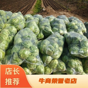 山东郯城牛心甘蓝大量上市,保证一手货源,质量上乘货源充足