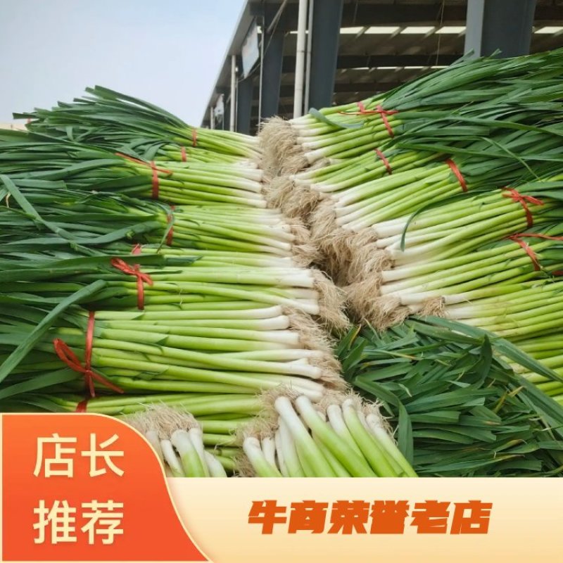 山东省临沂市郯城县红花镇水洗白根蒜苗产地直发