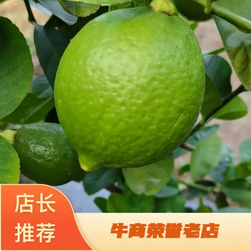 广东香水柠檬，果面干净，香味浓厚，皮簿多汁，果园直销