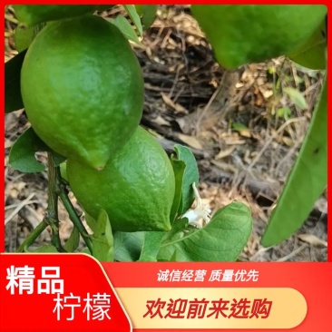 广东香水柠檬，果面干净，香味浓厚，皮簿多汁，果园直销