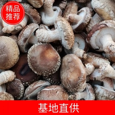 808鲜香菇加工厂用菜菇摆地摊鲜香菇便宜鲜香菇
