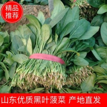 菠菜大量上市，叶片平整，黑又亮，无虫眼，无农残