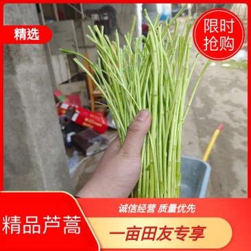 芦蒿黎蒿当季新鲜芦蒿产地一手货源整车发货