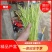 芦蒿黎蒿当季新鲜芦蒿产地一手货源整车发货