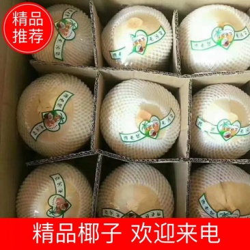 【年货节】海南椰子，香甜汁多，批发量大从优，可视频看