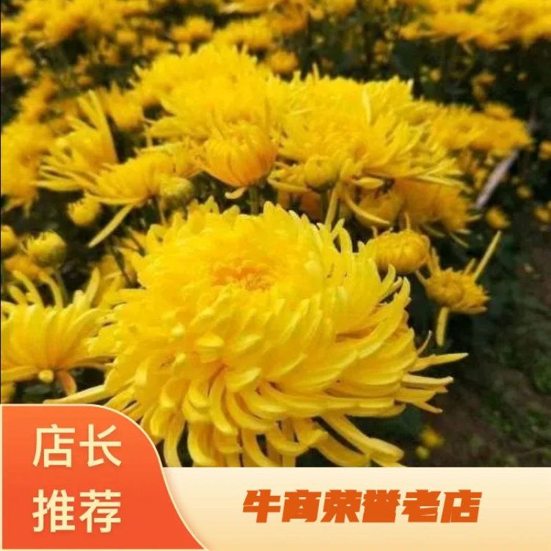 【包邮到家】金丝皇菊，金丝皇菊花茶，二斤起售。量大从优