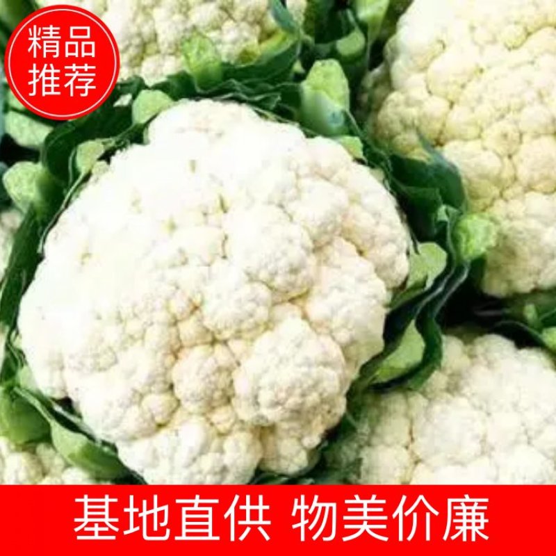 松花菜产地直销看货论价。支持发货24小时在线服务