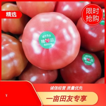 海阳市普罗旺斯西红柿，水果西红柿，沙瓤，品质保障