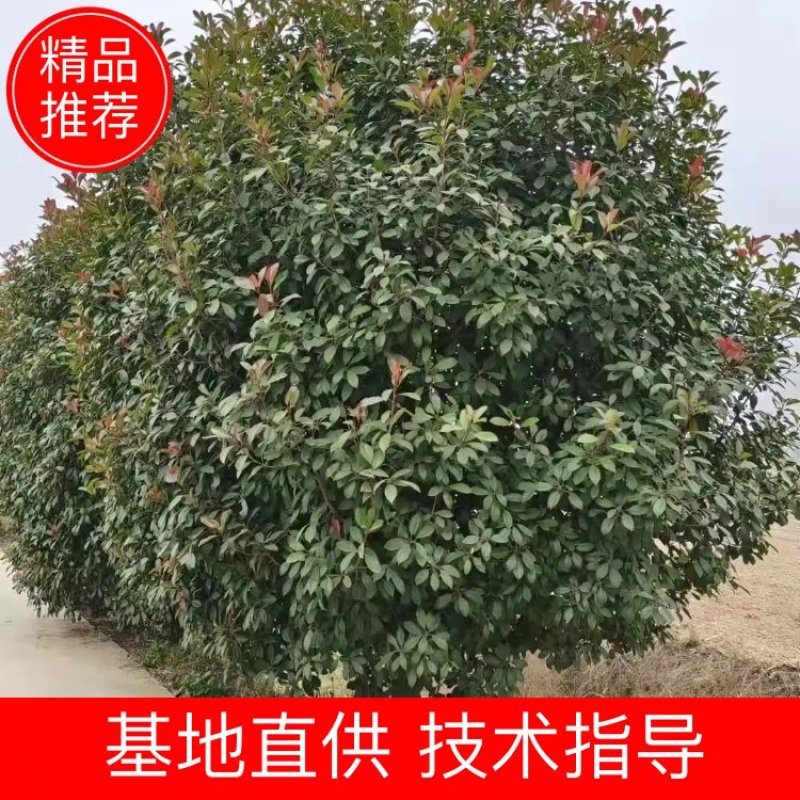 【红叶石楠】1到到30公分大量供应，基地直供免费技术指导