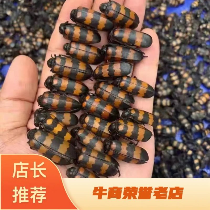 斑鳖虫大量上市了，一手货源，价格美丽，可视频看货