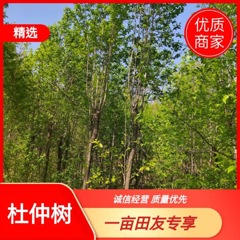 杜种树，自家苗木基地，各种规格都有，可视频看货
