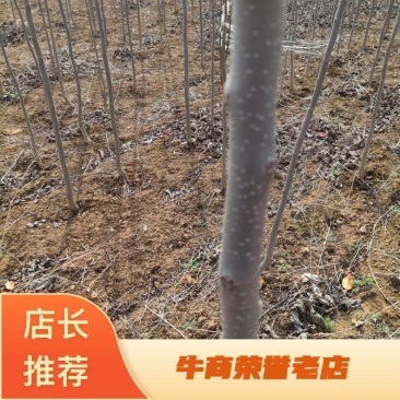 【杜仲树苗】2O0亩种植基地，各种规格都有