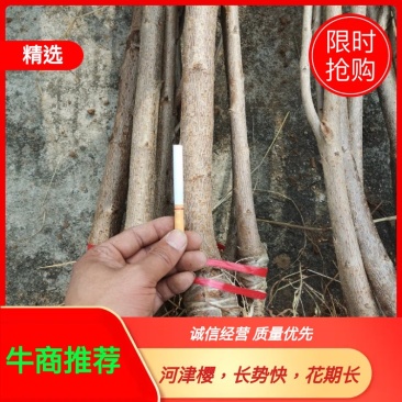 种苗樱花，河津樱，长势快，花期长。品种优良。