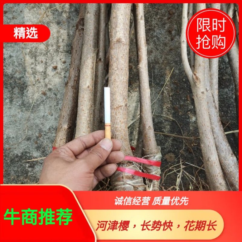 种苗樱花，河津樱，长势快，花期长。品种优良。