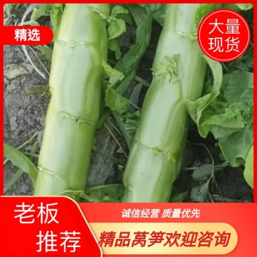 四川三青皮莴笋，大量现货，欢迎老板现场看货咨询