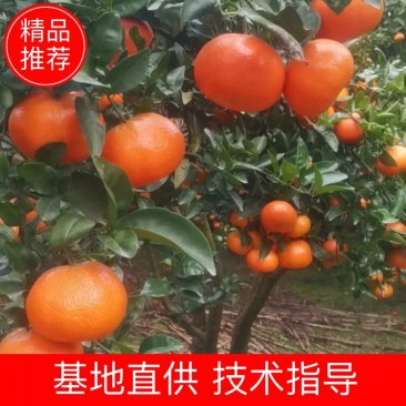 墨科特血橙，产地直发，新鲜采摘，欢迎采购，价格可谈。