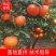 墨科特血橙，产地直发，新鲜采摘，欢迎采购，价格可谈。