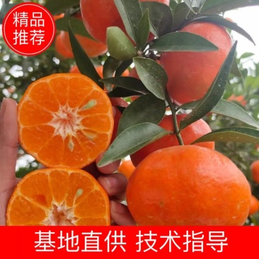 主营万州红桔，背靠万亩基地，货源充足