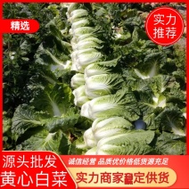 高山大白菜合作社直接供货，支持打款发货