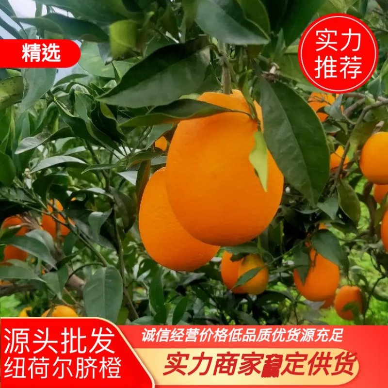 纽荷尔脐橙产地现货，价格优惠70~75mm，欢迎采购