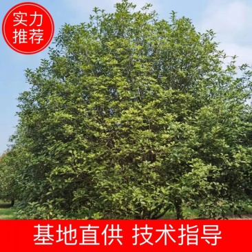 桂花树，2米5冠幅，3米冠幅，3米5冠幅，4米冠幅低价出