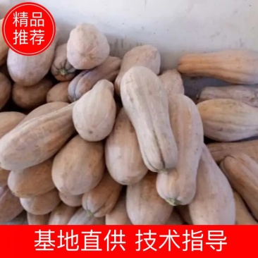 金韩蜜本南瓜全自然熟货源充足大量出售欢迎咨询