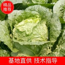 黄心白菜基地直供一手货源价格实惠货源充足欢迎采购