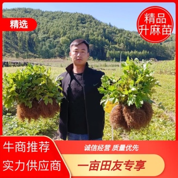 辽宁窟窿芽苗，升麻苗，大三叶。苦龙芽苗，苦嫩牙品质保证