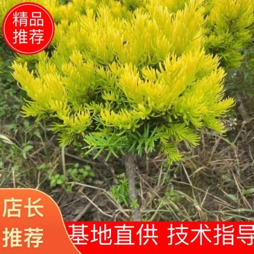 【红豆杉】批发嫁接黄金杉，金叶红豆杉，金叶紫杉规格齐全