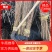基地自产直销，白桦苗，桦树苗，东北地区耐寒品种长势易成活