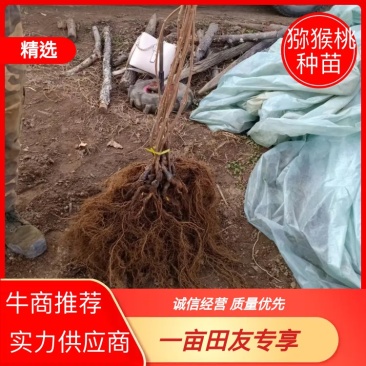辽宁产地批发奇异莓苗软枣猕猴桃嫁接苗实生苗品质保证