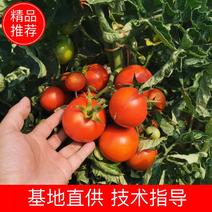 云南西红柿/硬粉西红柿/水果西红柿/产地选品发货