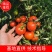 云南西红柿/硬粉西红柿/水果西红柿/产地选品发货