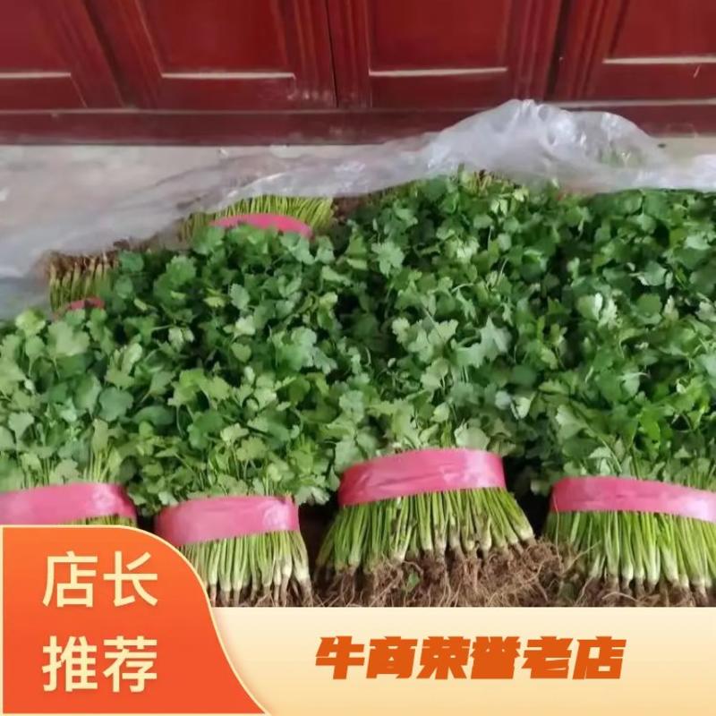 山东莘县小叶香菜大量上市，产地直供全国发货量大优惠质量有保障