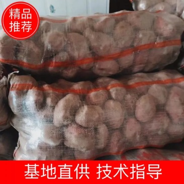青薯9号土豆甘肃土豆定西土豆白银土豆产地直发