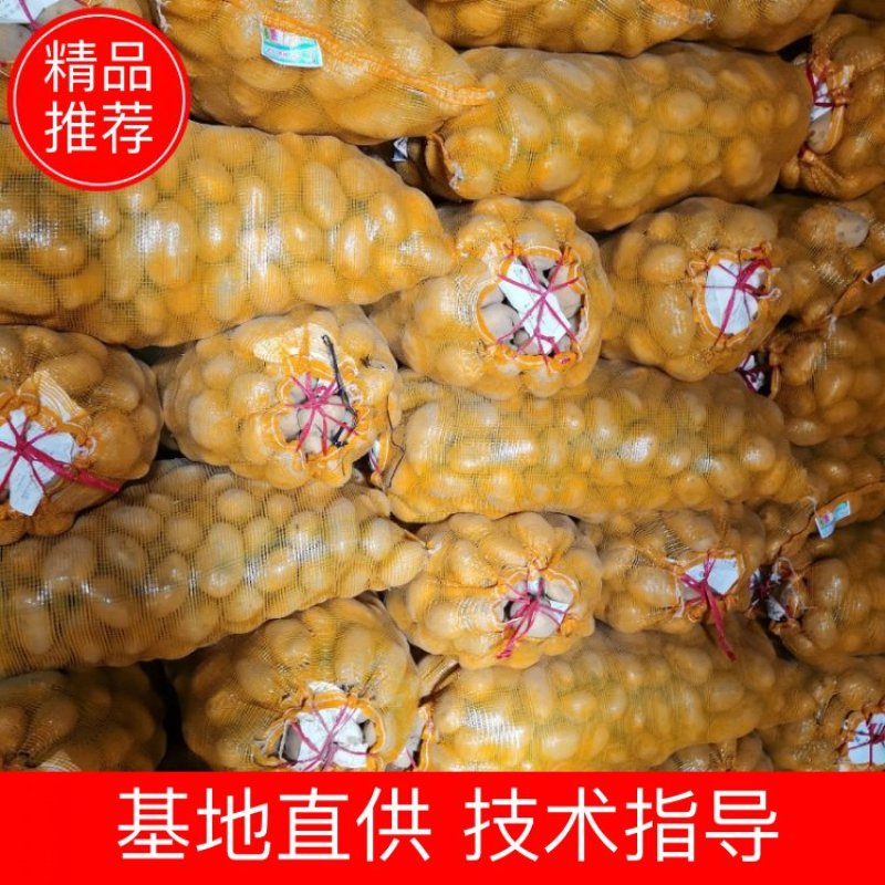 陇七陇十定西土豆甘肃临洮土豆产地直发