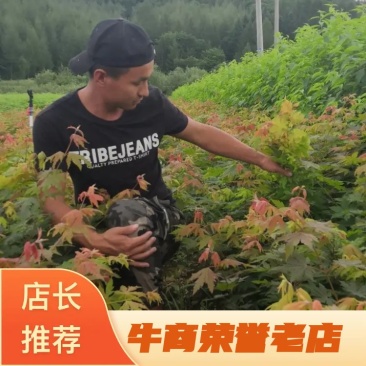出售枫叶树，九角枫苗，花色木槭苗，紫花槭