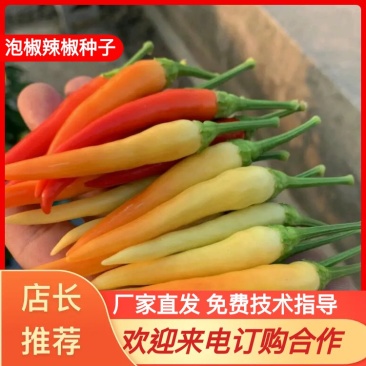 【金骄美玉】朝天椒辣椒种子泡椒种子小米辣泡椒米辣