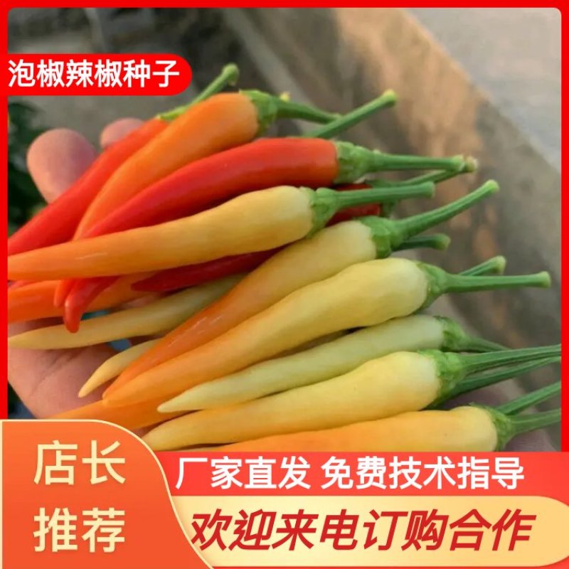 【金骄美玉】朝天椒辣椒种子泡椒种子小米辣泡椒米辣