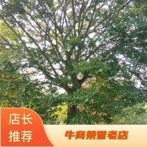 朴树，规格齐全，交通方便，价格合理，上货速度快，质量保证
