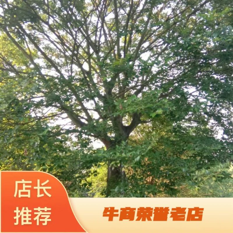 朴树，规格齐全，交通方便，价格合理，上货速度快，质量保证